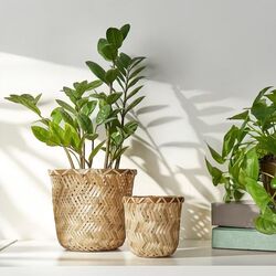 Ghiveci Ikea Klynnon 9cm (Bambus) Thumb