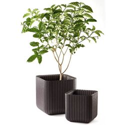 Ghiveci Keter Cube Planter M (Whiskey Brown) Thumb