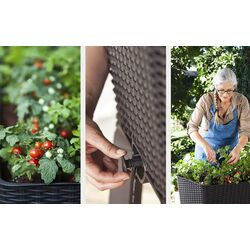Pat de flori Keter Easy Grow (Brown) Thumb