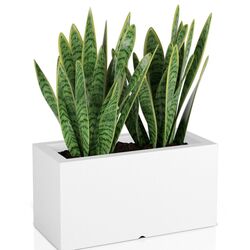 Ghiveci Monumo Lungo 38/15 (White) Thumb