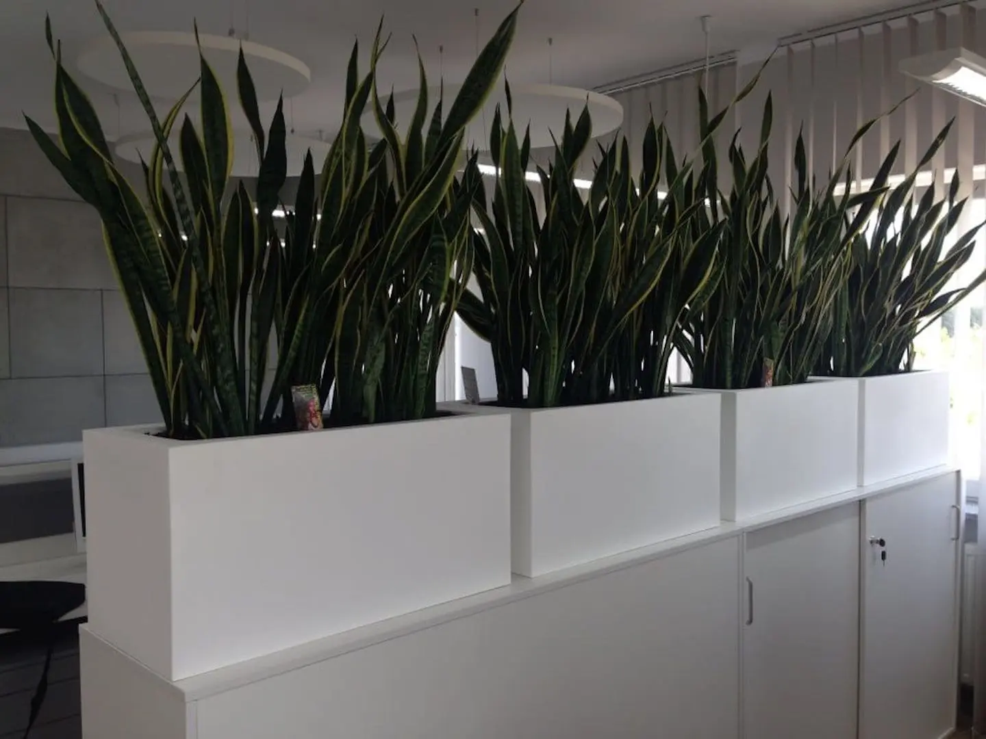 Ghiveci Monumo Lungo 38/15 (White) - 5