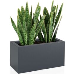 Ghiveci Monumo Lungo 38cm (Antracite) Thumb