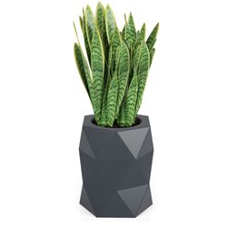 Ghiveci Monumo Modena 54cm (Anthracite) Thumb