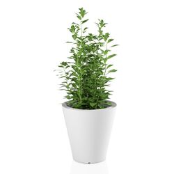 Ghiveci Monumo Ovo 50/20 (White) Thumb
