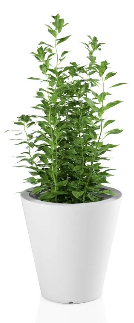 Ghiveci Monumo Ovo 50/20 (White) - 2