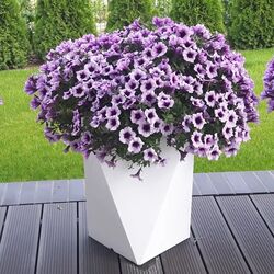 Ghiveci Monumo Vaso 59cm (White) Thumb
