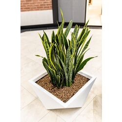 Ghiveci Monumo Vendetta 30/20 (White) Thumb