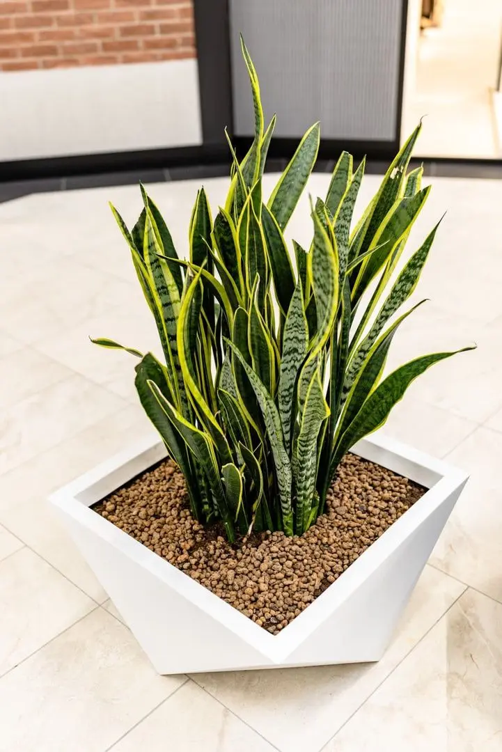 Ghiveci Monumo Vendetta 30/20 (White) - 3