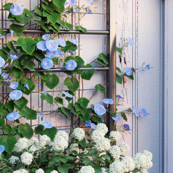 Pat de gradina inaltat cu spalier Outsunny 84H-145V00BK (Black) Thumb