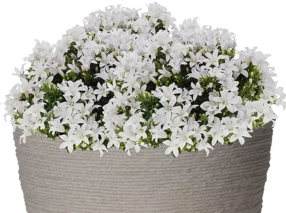 Ghiveci Progarden Cone 40x31cm (Black) - 3