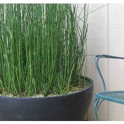 Ghiveci Progarden Hemisphere 40x16cm (Light Grey) Thumb