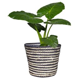 Cos H&S 38996.1 23х21 (Natural/Black) Thumb