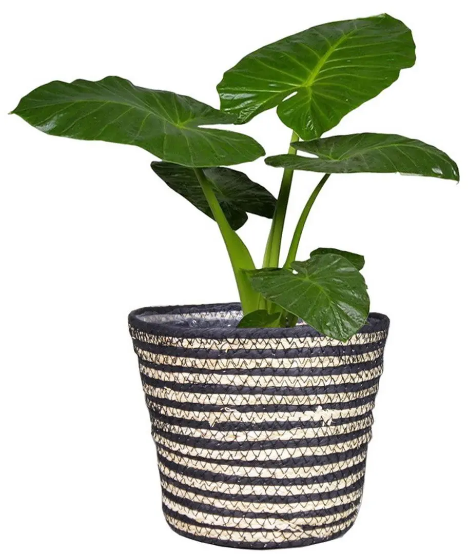 Cos H&S 38996.1 23х21 (Natural/Black)