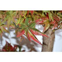 Copac artificial Cilgin G163A Guz Agaci 2.15m (Brown) Thumb