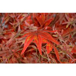 Copac artificial Cilgin G163A Guz Agaci 2.15m (Red) Thumb