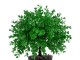 Растение искусственное Cilgin CLG05Ş Boxwood 27см