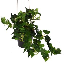 Растение искусственное Excellent Houseware Плющ 3 ветки 83cm Thumb