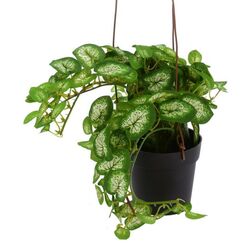 Растение искусственное Excellent Houseware Плющ 3 ветки 83cm Thumb