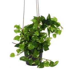 Растение искусственное Excellent Houseware Плющ 3 ветки 83cm