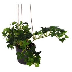 Растение искусственное Excellent Houseware Плющ 3 ветки 83cm Thumb