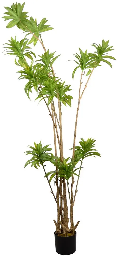 Искусственное дерево DP Dracaena Reflexa 200cm (Green)