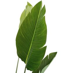 Planta artificiala DP Strelitzia 170cm (Green) Thumb