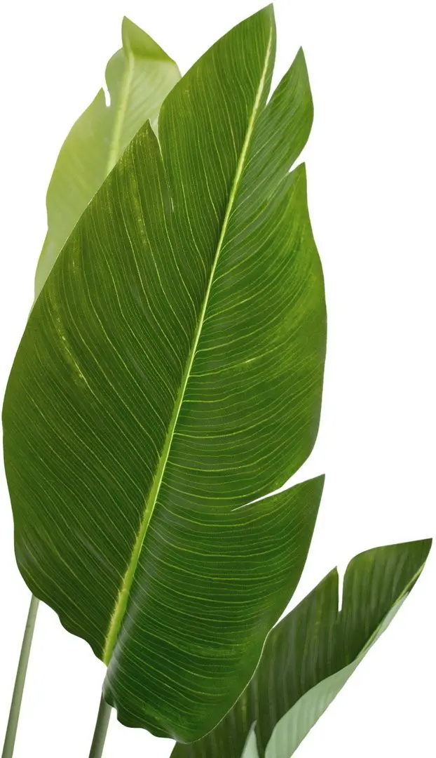 Planta artificiala DP Strelitzia 170cm (Green) - 3