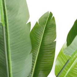 Искусственное растение DP Strelitzia 250cm (Green) Thumb