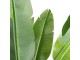 Planta artificiala DP Strelitzia 250cm (Green)