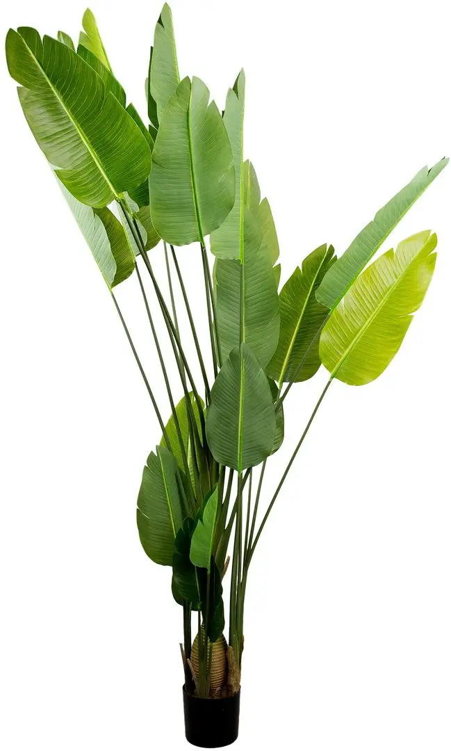Искусственное растение DP Strelitzia 250cm (Green)