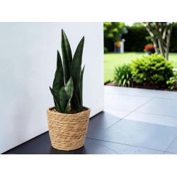 Растение искусственное H&S Sansevieria 49420 38cm Thumb