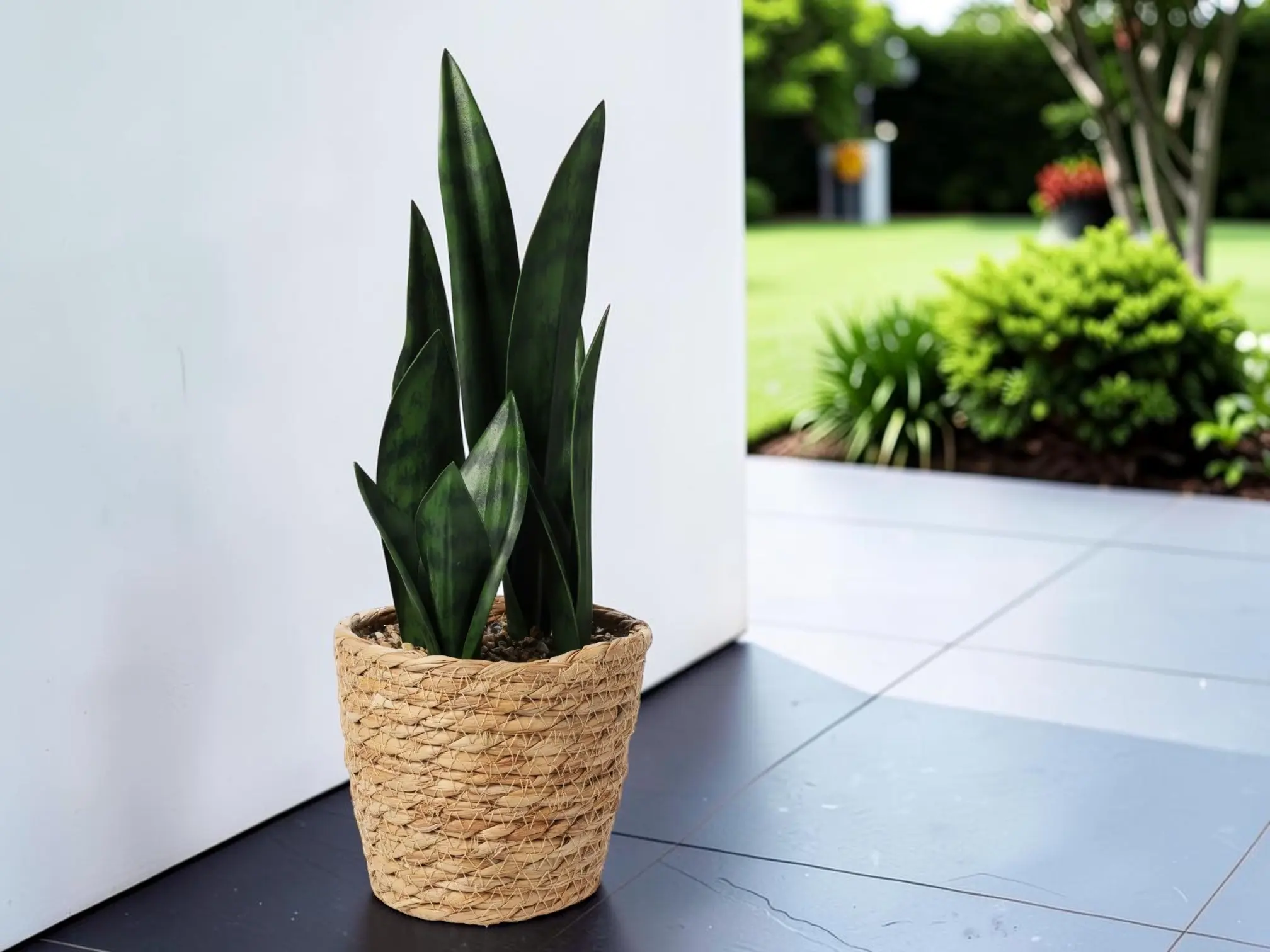 Растение искусственное H&S Sansevieria 49420 38cm - 3
