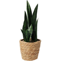 Растение искусственное H&S Sansevieria 49420 38cm