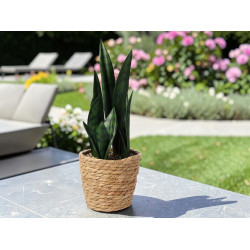 Растение искусственное H&S Sansevieria 49420 38cm Thumb