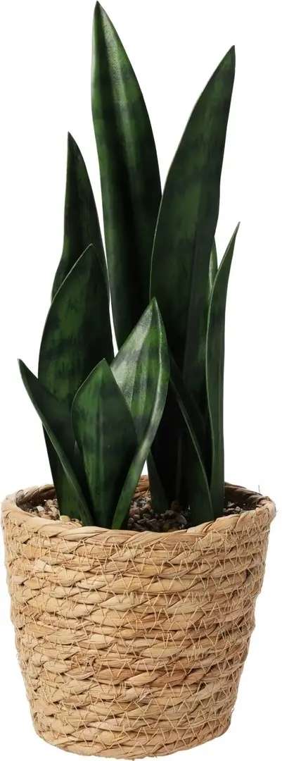 Растение искусственное H&S Sansevieria 49420 38cm