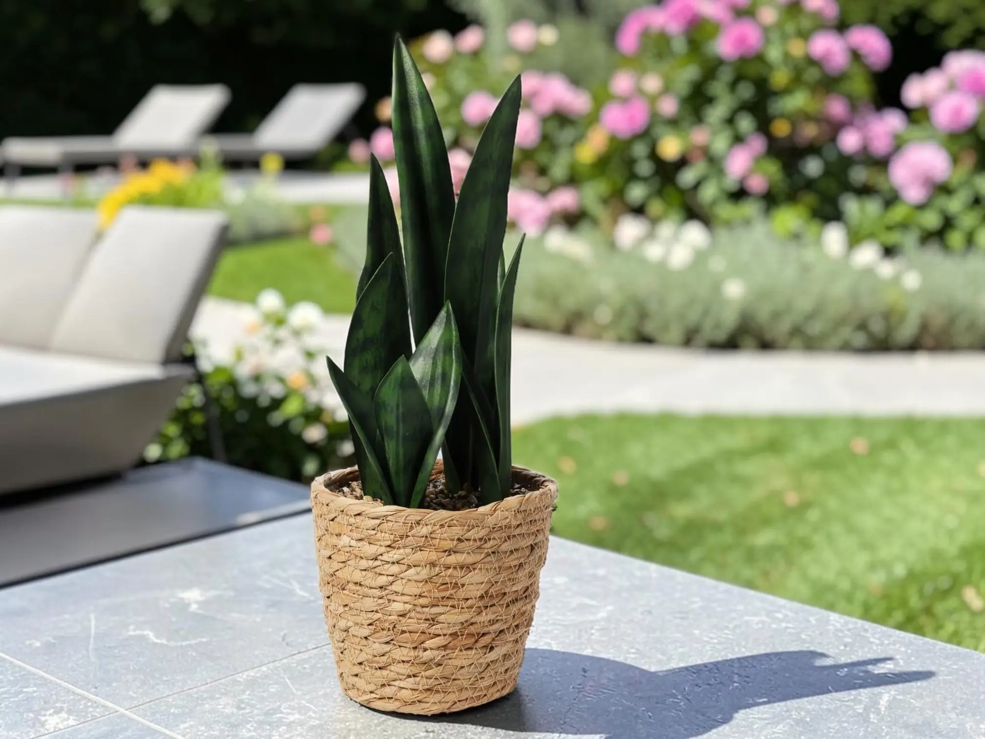 Растение искусственное H&S Sansevieria 49420 38cm - 2