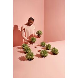 Planta artificiala Ikea Fejka 9cm (Cimbru) Thumb