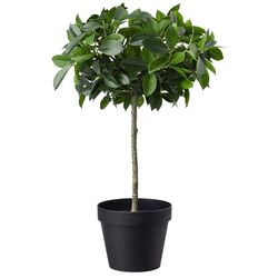 Растение искусственное Ikea Fejka для дома/улицы 12cm (Фикус Бенджамина/Экзотика Стебель)
