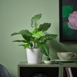 Planta artificiala Ikea Fejka interior/exterior 12cm (Calathea) Thumb
