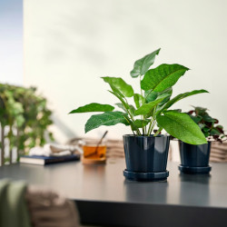 Planta artificiala Ikea Fejka interior/exterior 12cm (Calathea) Thumb