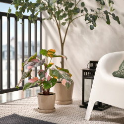 Растение искусственное Ikea Fejka для дома/улицы 15cm (Филодендрон/Зеленый/Розовый) Thumb