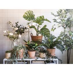 Растение искусственное Ikea Fejka для дома/улицы 19 см (Монстера) Thumb