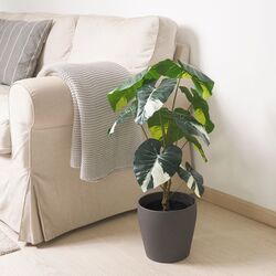 Planta artificiala Ikea Fejka interior/exterior 19cm (Caladium) Thumb