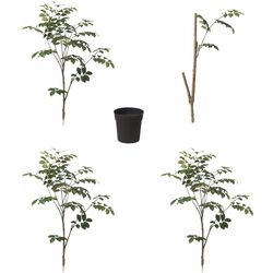 Planta artificiala Ikea Fejka interior/exterior 19cm (Santal Roșu) Thumb