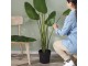 Planta artificiala Ikea Fejka interior/exterior 23 cm (Strelizia)