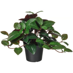 Planta artificiala Ikea Fejka interior/exterior 9cm (Ludisia)