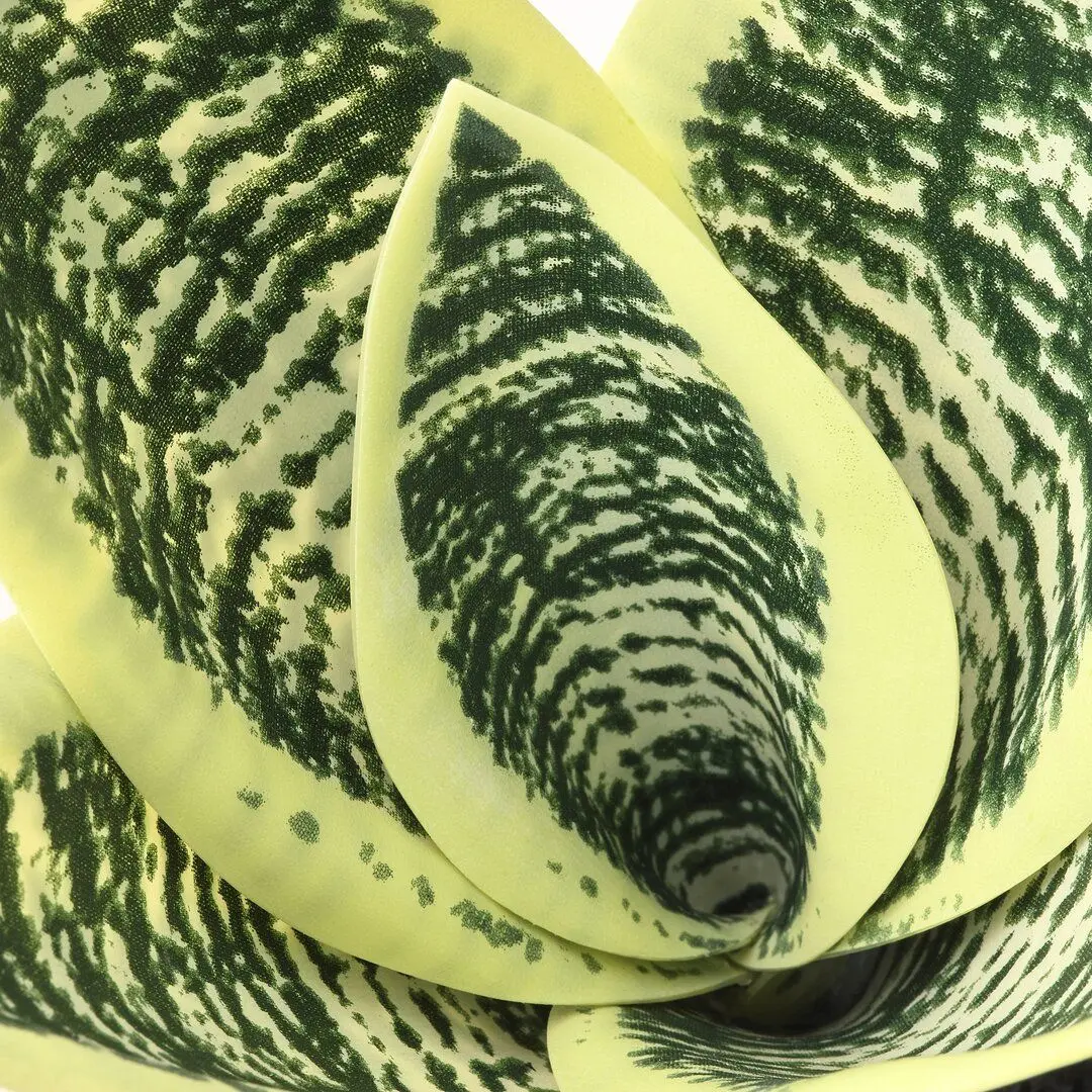 Planta artificiala Ikea Fejka interior/exterior 9cm (Săbiuţa Sanseveria) - 2