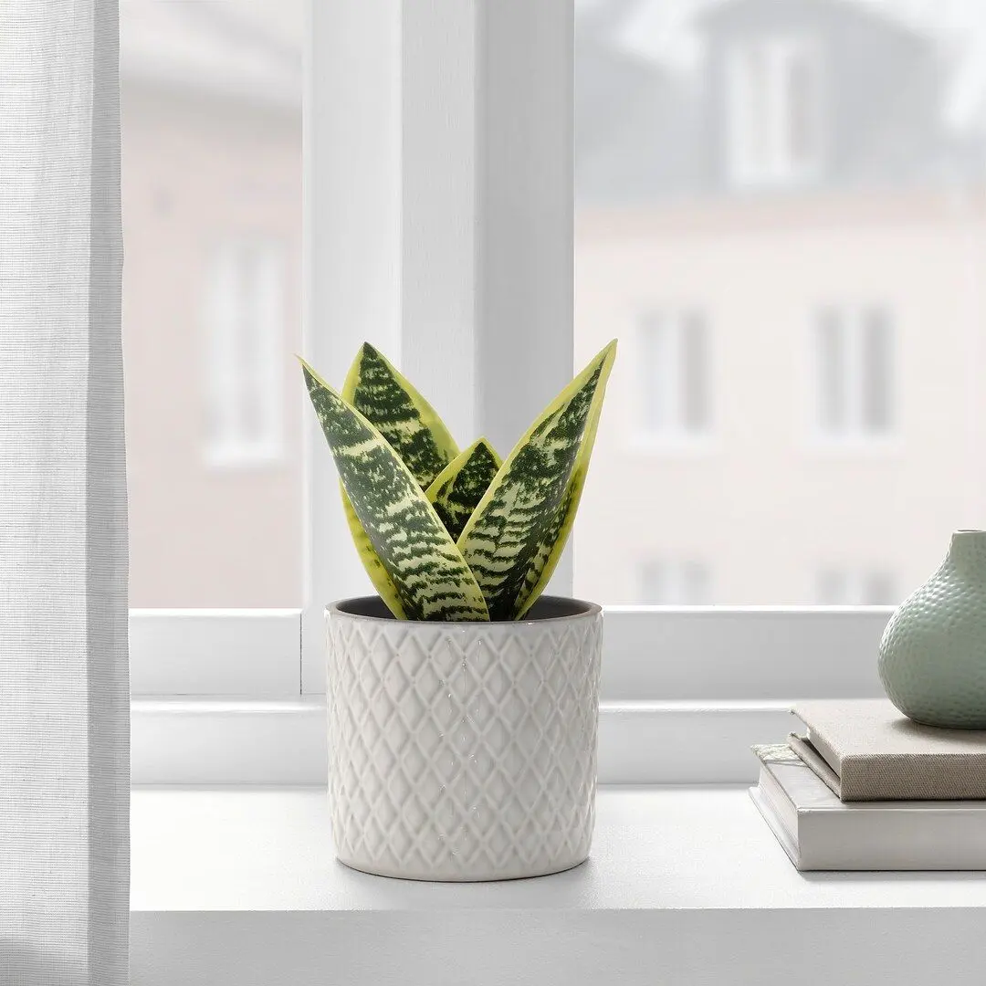 Planta artificiala Ikea Fejka interior/exterior 9cm (Săbiuţa Sanseveria) - 3