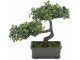 Copac artificial NVT Bonsai