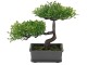 Copac artificial NVT Bonsai